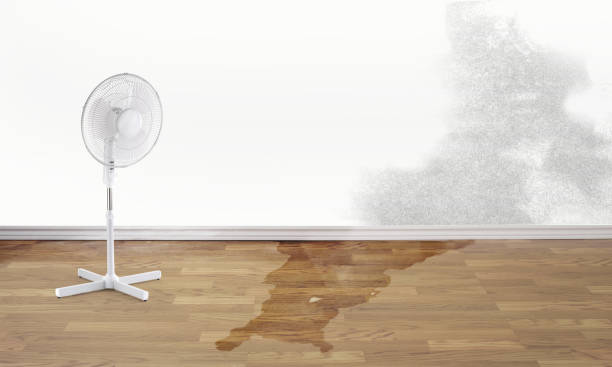 Best Water damage repair service  in Morehead City, NC