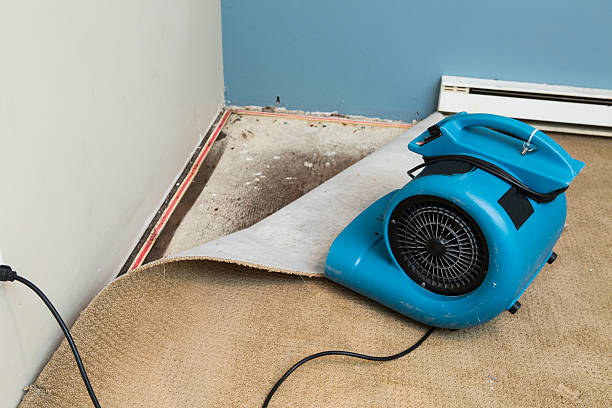 Best Water damage contractors near me  in Morehead City, NC
